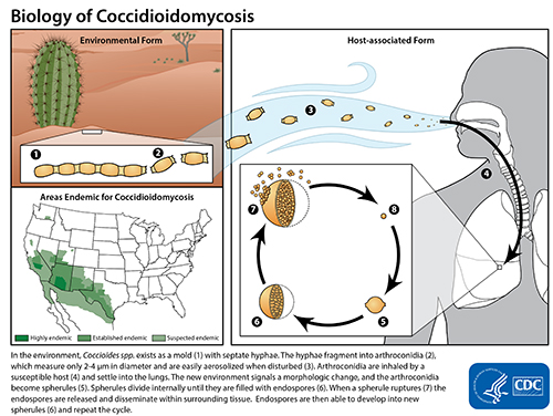 Biology of Coccidioidomycosis 