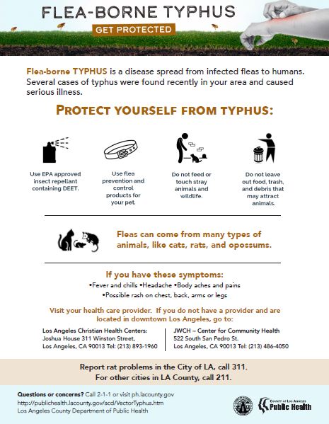 Typhus patient education flyer